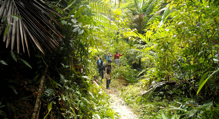 Tobago Main Ridge Forest Reserve